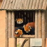 Firefox Red Panda Family hidden in log house