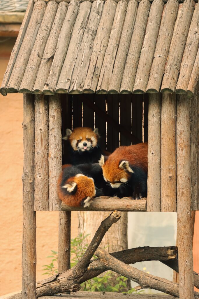 Firefox Red Panda Family hidden in log house